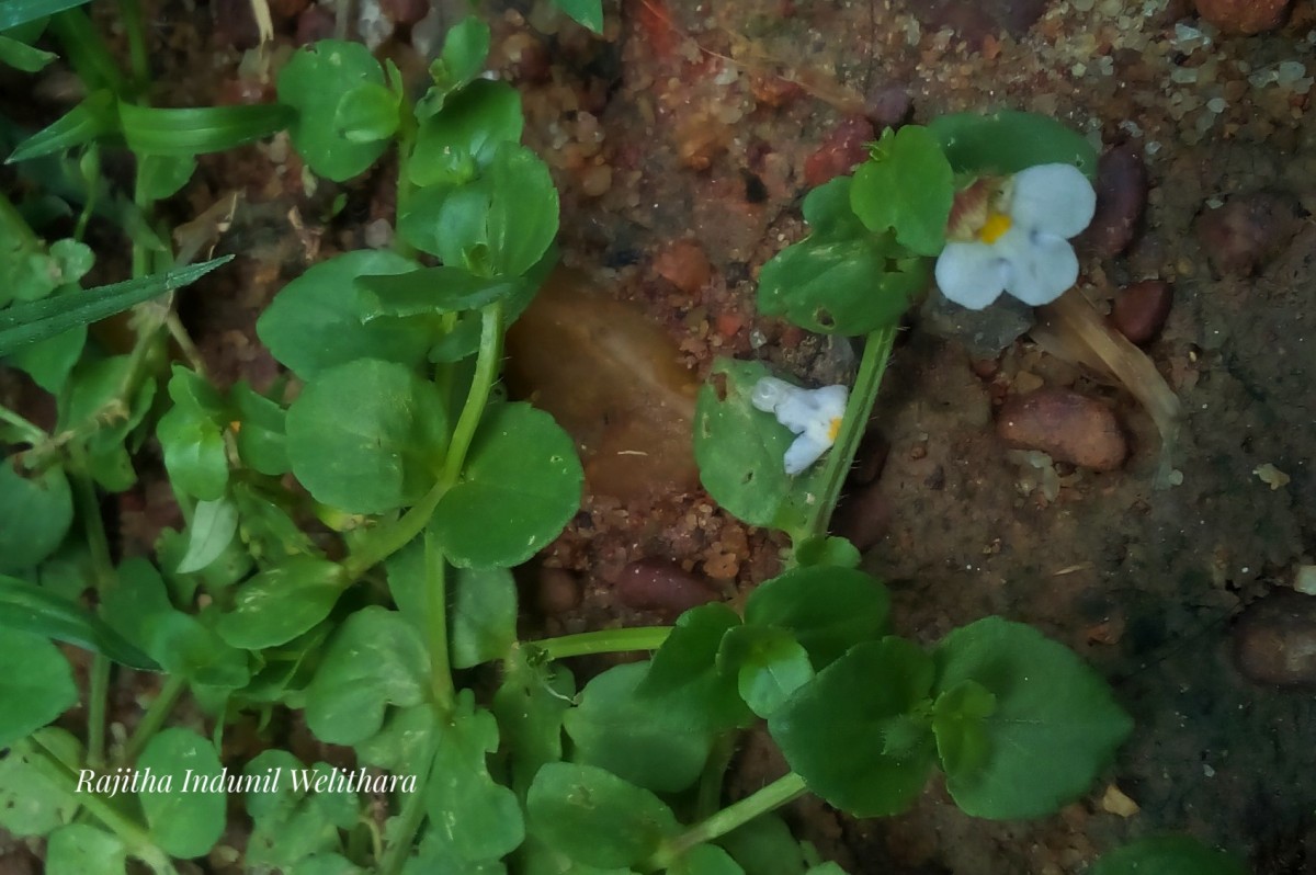 Yamazakia pusilla (Willd.) W.R.Barker, Y.S.Liang & Wannan